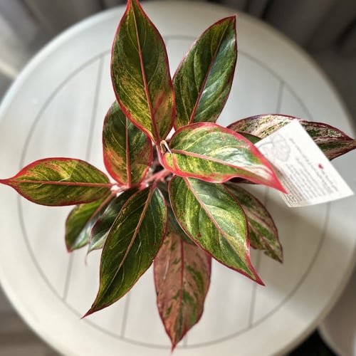 اجلونيما حمراء