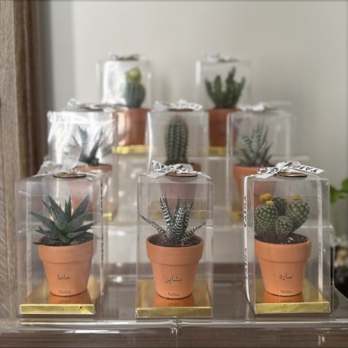 علب هدايا نباتات طبيعية