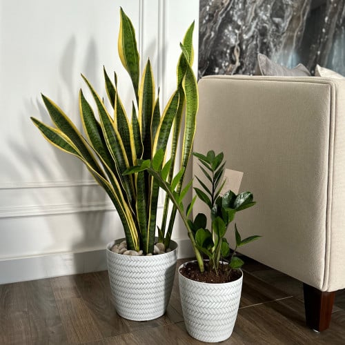 نبات جلد النمر