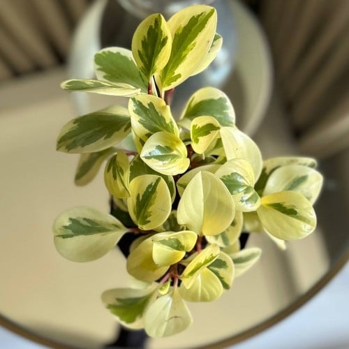 نبتة الببروميا المبرقشة