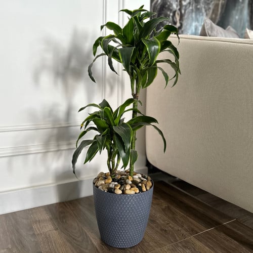 نبات دراسينا دورادو