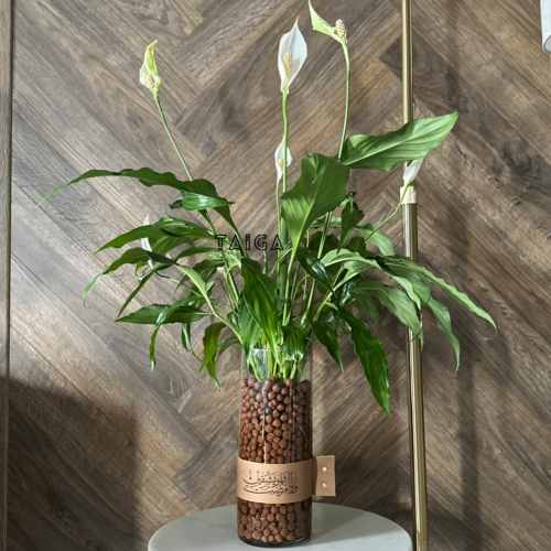 فازة الأشرعة البيضاء بجلد (قابل للكتابة)