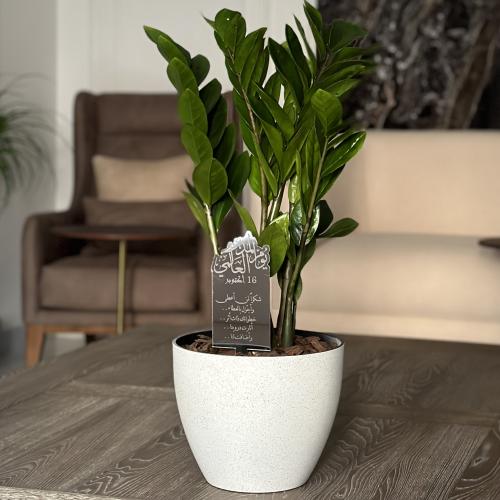 زاميا + قطعة اكريليك