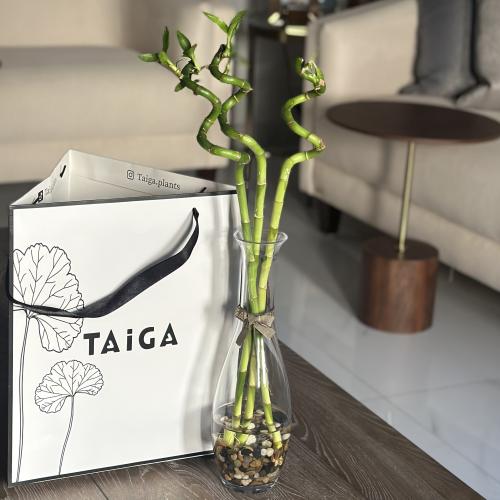 فازة بامبو هولندي