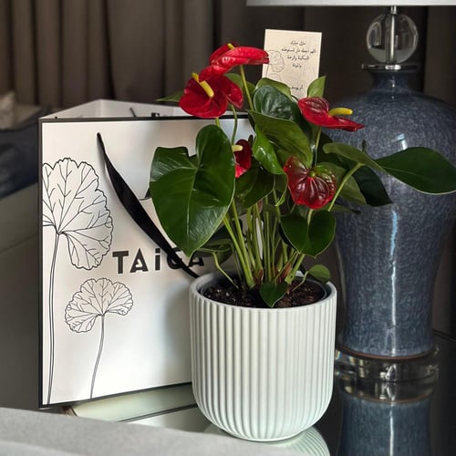 نبات الانتوريوم بأصيص سيراميك