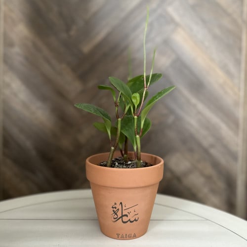 هدايا نباتات بالأسماء