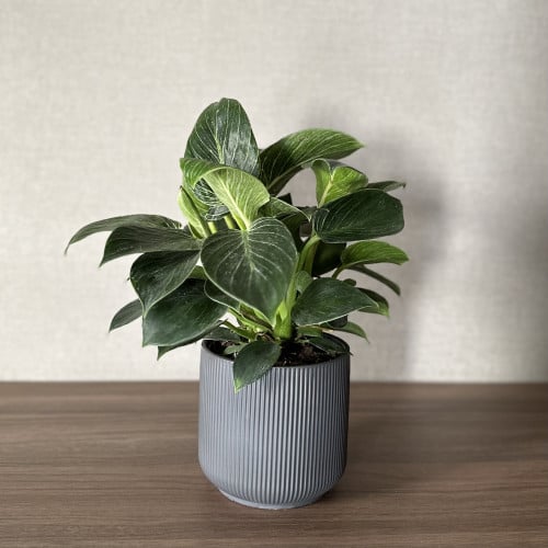 نبات فيلندرون بيركن