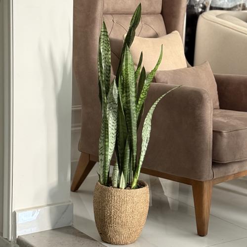 جلد النمر بأصيص فخار