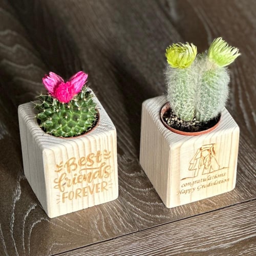 توزيعات الصبار الخشبيه (قابل للكتابة)