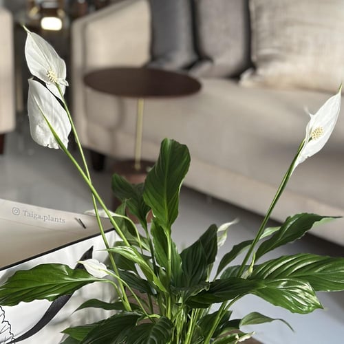 نبات الأشرعة البيضاء