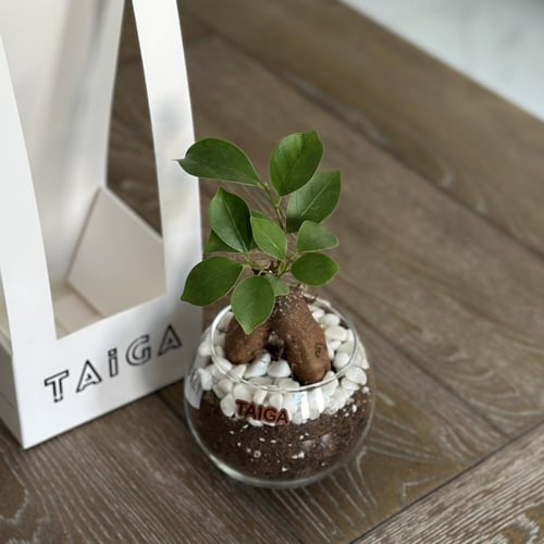 هولدر ميني بونساي