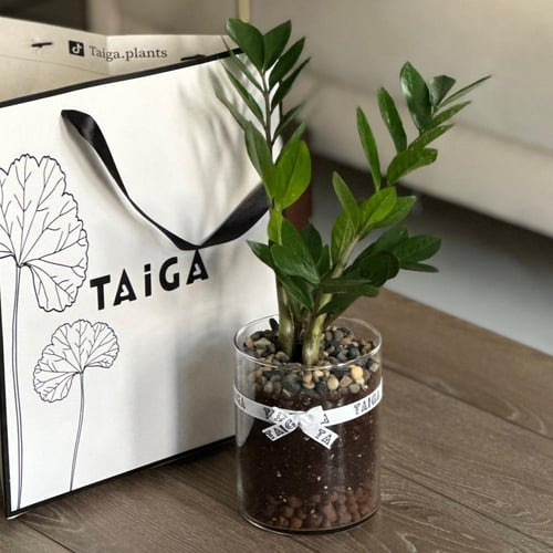 نبات الزاميا بأصيص زجاج (مقاسين)