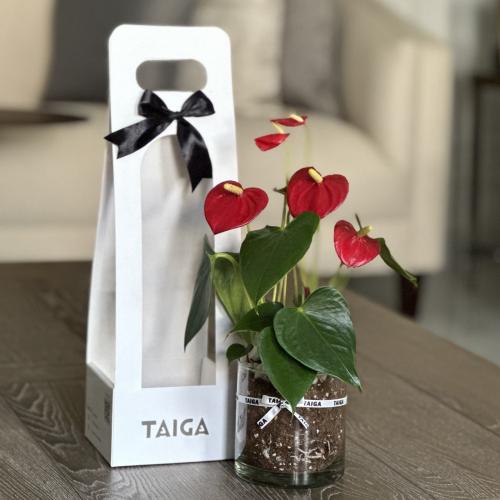 ميني انتوريوم