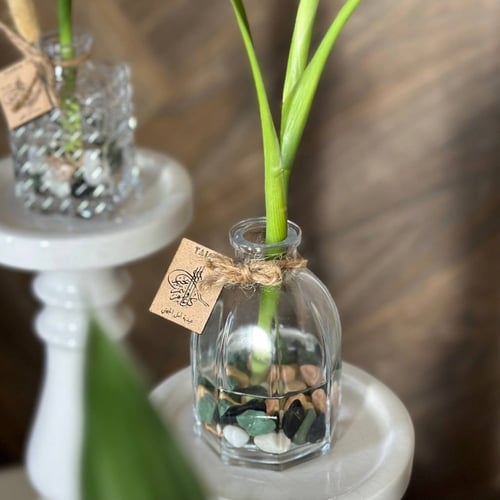 توزيعات فازات البامبو