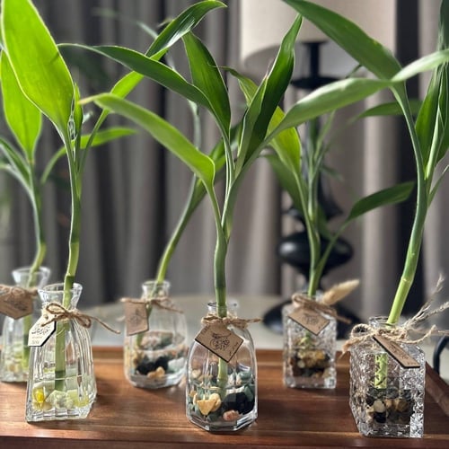 توزيعات فازات البامبو