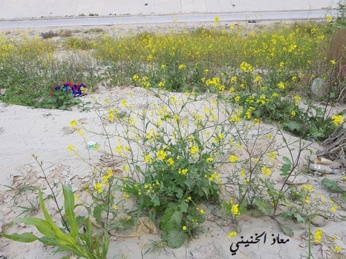 حريشا 100 بذرة Brassica tournefortii Gouan