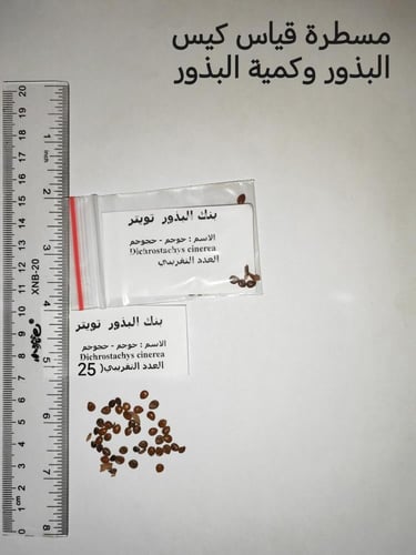 حوجم - حجوجم 20 بذرة Dichrostachys cinerea