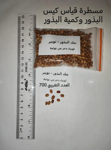 لوبياء دجر من تهامة 700 بذرة