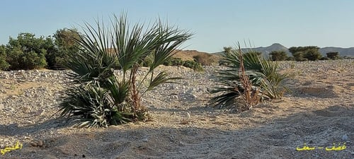 غضف - سعف 20 بذرة Nannorrhops Ritchieana