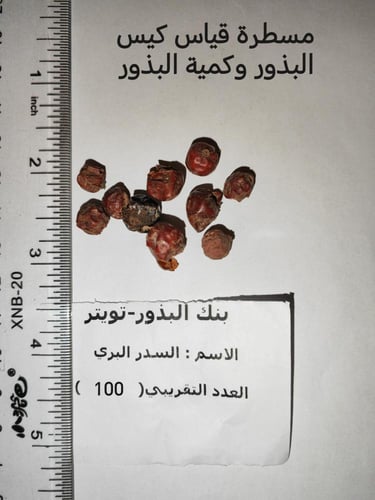بذور سدر بري 100 بذرة Ziziphus nummularia