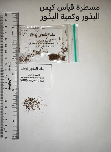 وزاب 200 بذرة ( نبات عطري ) ocimum tenuiflorum l