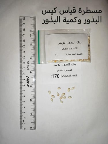 عصفر زراعي 170 بذرة ( Carthamus tinctorius