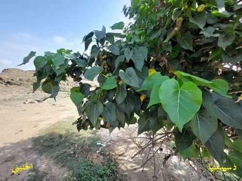 ذسبيسيا 10 بذرات Thespesia populnea