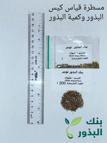 حليوان 150 بذرة silene aegyptiaca