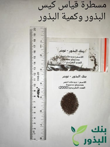 ديدحان احمر 2000 بذرة تقريبا Papaver glaucum