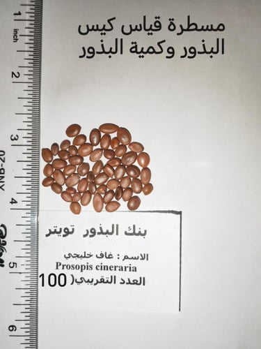 غاف خليجي 100 بذرة Prosopis cineraria