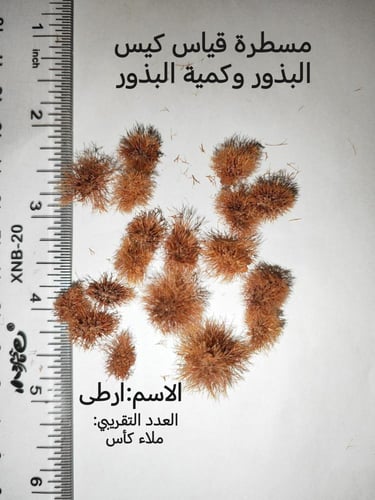 ارطى عدد البذور ملاء كأس Callgonum comosum