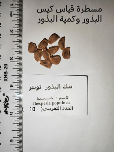 ذسبيسيا 10 بذرات Thespesia populnea