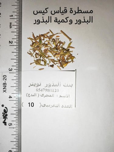 مجرى ( ندغ ) 10 بذرات تقريبا Hypoestes forsskaolii