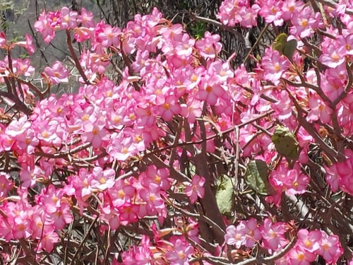 عدنة 25 بذرة Adenium obesum