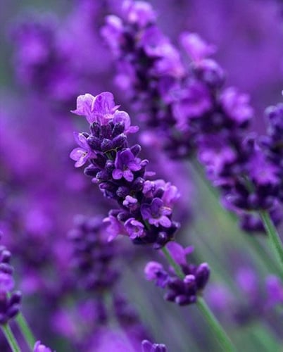 لافندر عطري 200 بذرة lavandula angustifolia