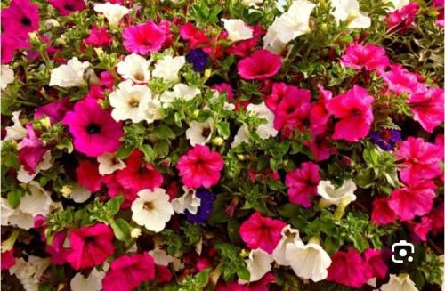 باتونيا PETUNIA