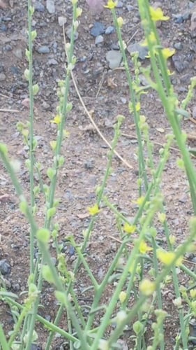 علقى ( عرفج تهامة ) 200 بذرة Dipterygium glaucum