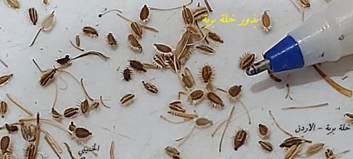 خلة برية 400 بذرة Ammi Visnaga