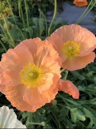 ديدحان الوان كثيرة اوربي 500 بذرة Papaver glaucum