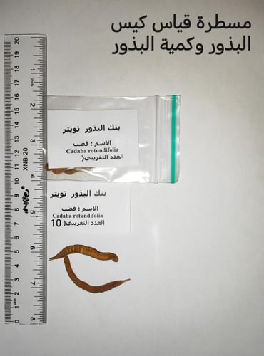 قضب 10 بذرات Cadaba rotundifolia