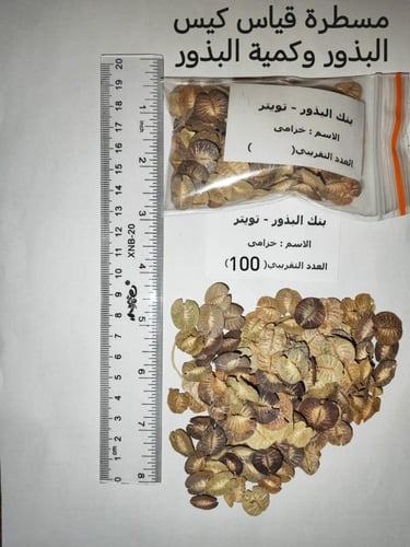 خزامى 100 بذرة Horwoodia dicksoniae