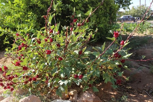 كركديه 50 بذرة Hibiscus sabdariffa