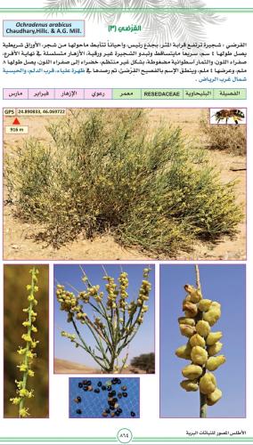 قرضي نوع ثاني 15 ثمرة Ochradenus arabicus