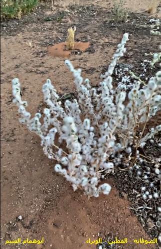 صوفانة - قطين - الوبراء مقدار فنجال من البذور Bass...