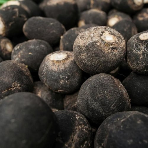 فجل اسود دائري اسباني 50 بذرة black spanish round...