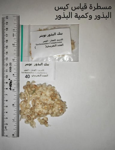 عفار أو قمر 25 بذرة تقريبا buddleja polystachya