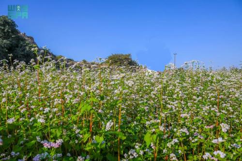 حنطة سوداء 500 بذرة
