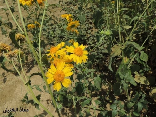 دوار الشمس البري 100 بذرة Verbesina encelioides