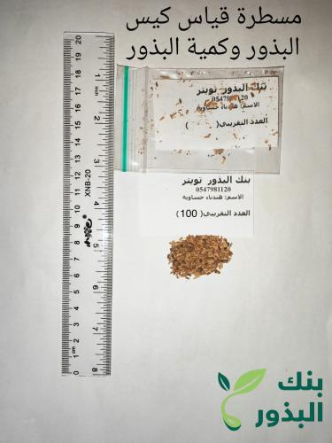 هندباء حساوية 100 بذرة