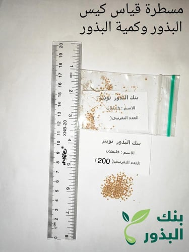 قليقلان كمية البذور (موجود صورة ) Savignya parvifl...